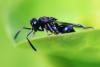Haltichella rufipes